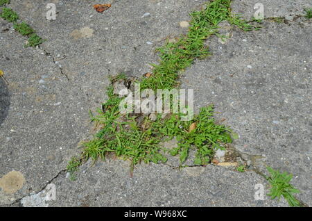 Old, cracked concrete terrace with plants growing from the fissures in a mountain village in North of Montenegro Stock Photo