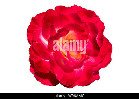 One 'Rosa gallica maxima' rose red flower isolated on white. Stock Photo