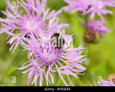 Shaggy bumblebee on cornflower flower drinks nectar Stock Photo