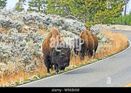 Bison grazing on the road, Wyoming Stock Photo