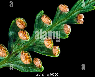 Fern sporangia with spores,  fern underside Stock Photo