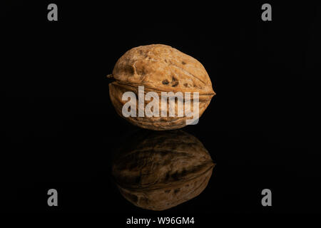 One whole ripe brown walnut in shell isolated on black glass Stock Photo