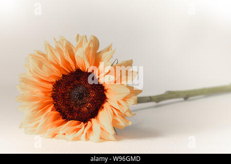Single sunflower in orange on white background Stock Photo