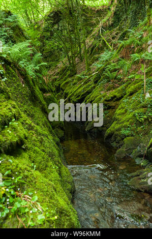 The Lyd river in the Lydford Gorge, Dartmoor, Devon, UK Stock Photo