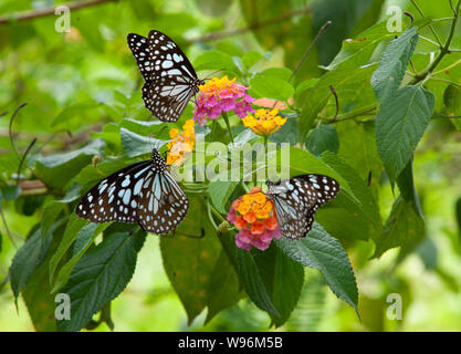 Blue Tiger butterflies on lantana flower,Tirumala limniace, Western Ghats, Kerala, India Stock Photo