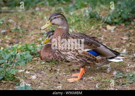 Anas platyrhynchos (wild duck) Stock Photo