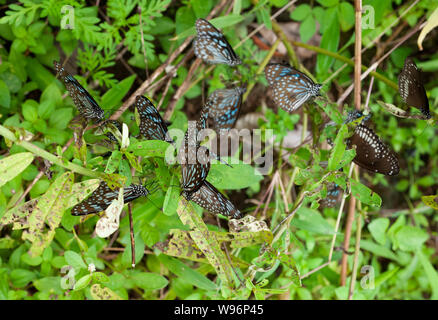 Group of Blue Tiger butterflies,Tirumala limniace, feeding on plant sap, Western Ghats, Kerala, India Stock Photo
