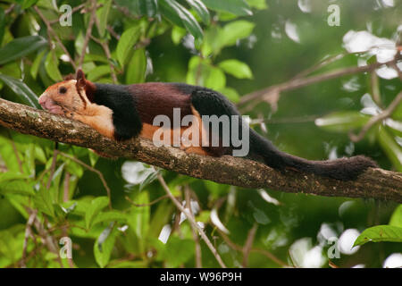 Malabar Giant Squirrel also known as the Indian Giant Squirrel, Ratufa indica, in semi-evergreen forest, Western Ghats, Kerala, India