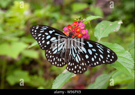 single Blue Tiger butterfly on lantana flower,Tirumala limniace, Western Ghats, Kerala, India Stock Photo