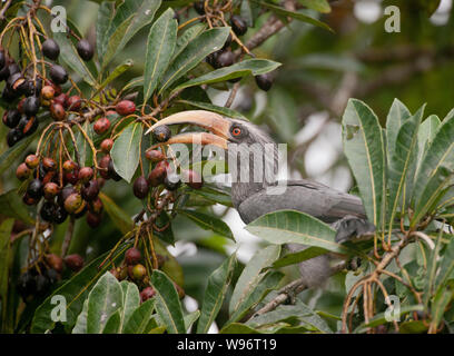 Malabar Grey Hornbill, Ocyceros griseus, Salim Ali Bird Sanctuary, Thattekad, Western Ghats, Kerala, India Stock Photo