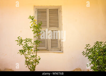 A small bush grows in front of the wall of the house. In the wall, one window made of wood is painted with white paint. The wall of the house is paint Stock Photo