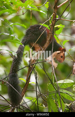 Malabar Giant Squirrel also known as the Indian Giant Squirrel, Ratufa indica, in semi-evergreen forest, Western Ghats, Kerala, India
