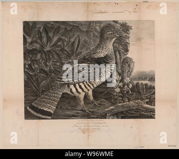 American pheasant / from nature & on stone Childs & Inman Lithrs. 122 Walnut St. Stock Photo