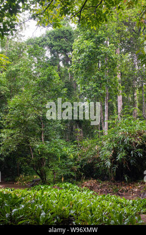 Lowland moist deciduous and semi-evergreen rainforest during the monsoon season, Ernakulam district, Western Ghats, Kerala, India Stock Photo