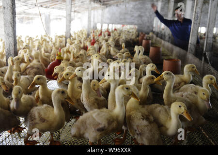 --FILE--A Chinese farmer checks the growth of ducks at a duck farm in Tugou village, Juxian county, Rizhao city, east Chinas Shandong province, 25 Sep Stock Photo