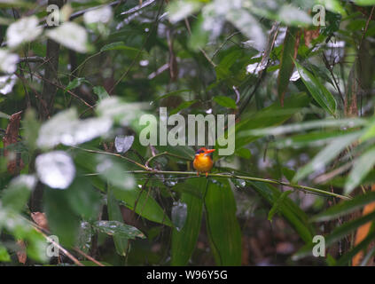 Oriental Dwarf Kingfisher, perched on branch in rainforest understory outside nest, in tropical evergreen rainforest, Western Ghats, Kerala, India Stock Photo