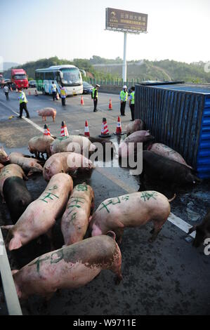 Police officers stand guard next to the pigs which escaped from an overturned truck on the Guangzhou-Macau Expressway in south Chinas Guangdong provin Stock Photo