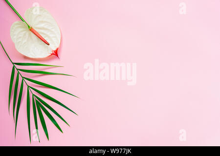 Pink pastel background with green palm leaf and beautiful anthurium flower. Flat lay. Place for text. Stock Photo
