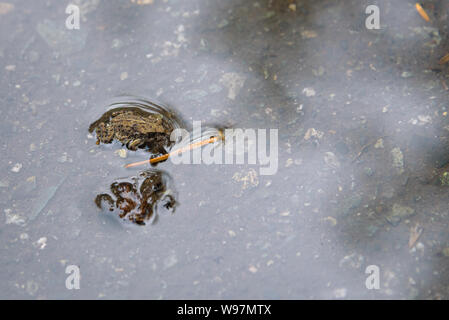 Tiny young Western Toad, in a rain puddle, migrating across the Lost Lake Trail from Lost Lake to the Alpine Forest, Whistler, BC Canada Stock Photo
