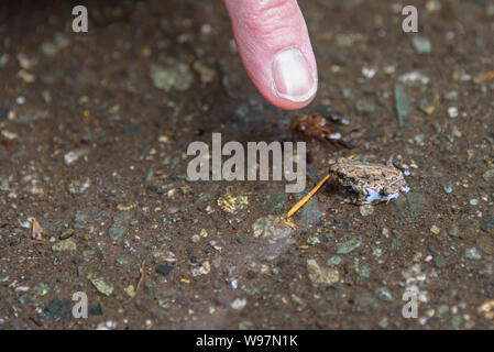Finger pointing to a tiny young Western Toad, in a rain puddle, migrating across the Lost Lake Trail from Lost Lake to the Alpine Forest, Whistler BC Stock Photo