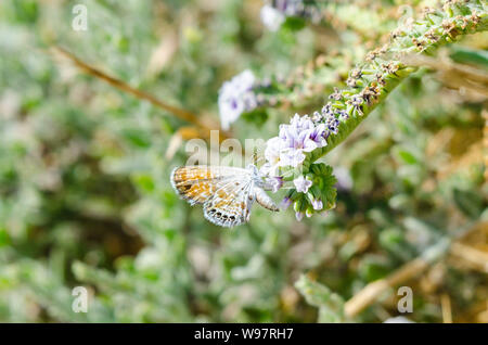 A Western Pygmy Blue (Brephidium exilis) butterfly at the San Luis National Wildlife refuge in the Central Valley of California USA Stock Photo