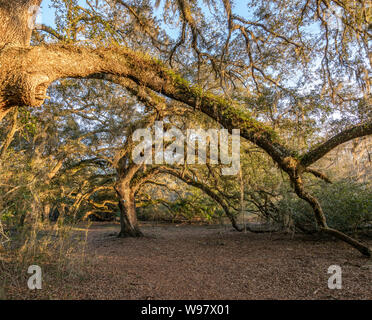 Live Oak tree canopy covering path at  Indian Lake State Forest, Florida Stock Photo