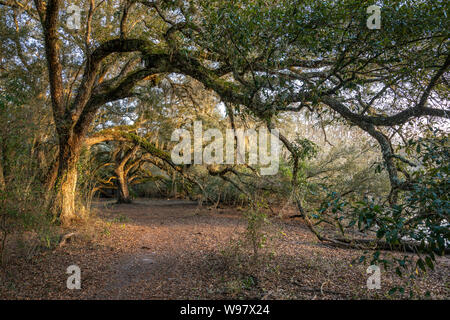 Live Oak tree canopy covering path at  Indian Lake State Forest, Florida Stock Photo