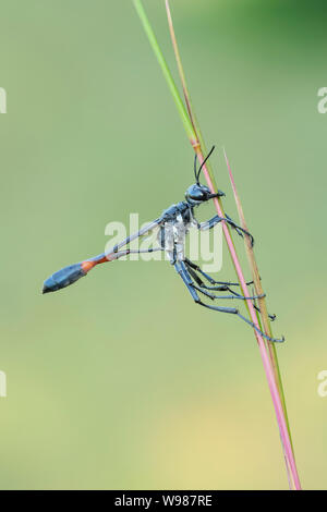 A Thread-waisted Wasp (Ammophila procera) clings to its overnight roost on a grass stem in the early morning. Stock Photo