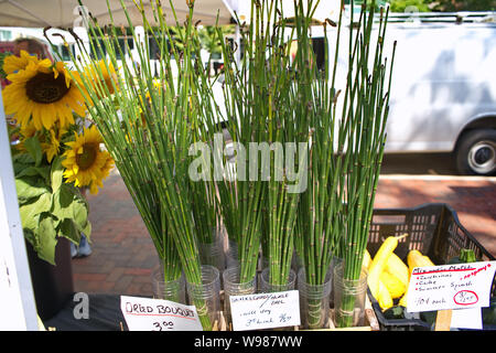Madison, WI USA. Aug 2018. Sunflowers, horsetails, and snake grass plants on sale at a famers market. Stock Photo