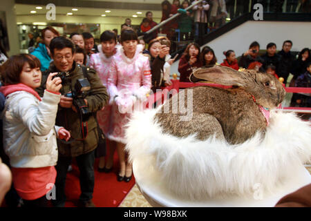 Local Chinese residents look at the German giant rabbit Herman being displayed to celebrate the upcoming Speing Festival, also known as the Year of th Stock Photo