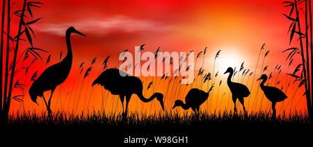 Birds cranes on sunset background. Evening, sky, sun. Birds on a background of grass, bamboo and reeds. Evening landscape. Wildlife scene. Stock Vector