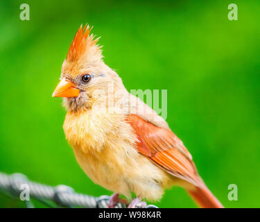 Female cardinal perched on cable Stock Photo