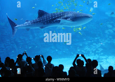 Yantai Haichang Whale Shark Aquarium - ZooChat