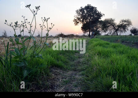 Sunset over fields of ripening barley near Wade bridge in Cornwall Stock Photo