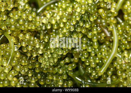 Sea grapes / Green caviar (Caulerpa lentillifera) a healthy seaweed food Stock Photo