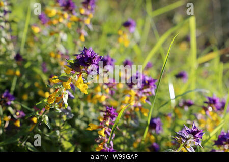 Сow wheat in summer meadow, colorful wildflowers in sunny day. Melampyrum nemorosum or Ivan da Marya blooming in a grass Stock Photo