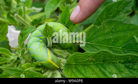 Green caterpillar'Daphnis nerii' on the leaves of Sesame tree. Stock Photo