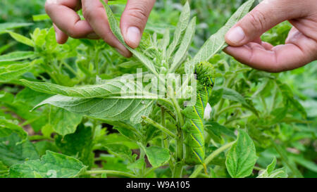 Green caterpillar'Daphnis nerii' on the leaves of Sesame tree. Stock Photo