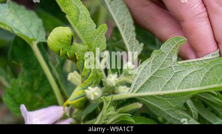 Green caterpillar'Daphnis nerii' on the leaves of Sesame tree. Stock Photo