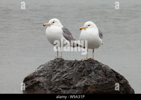 Two California gulls (Larus californicus) perch on a rock under heavy rain at Banff National Park, Canada Stock Photo