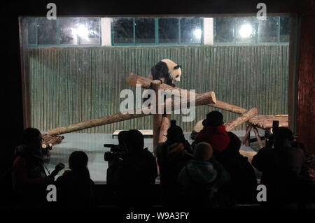 Chinese photographers take pictures of giant pandas from Bifengxia Base of the Wolong Giant Panda Reserve Center at the Shanghai Zoo in Shanghai, Chin Stock Photo