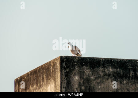 A small snow white fantail and black spotted feather Pigeons (Columba livia domestica) a Plump bird, sitting on the roof of a house. Close Up. Stock Photo