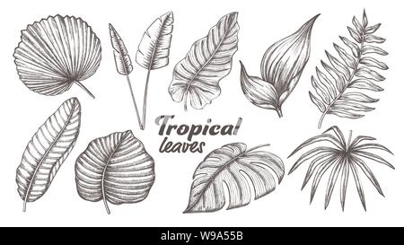 Collection of Different Tropical Leaves Set Vector Stock Vector