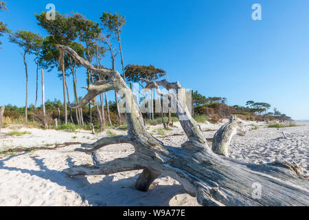 Old tree trunk lies on a sandy beach with dunes, forest and cloudy sky Stock Photo