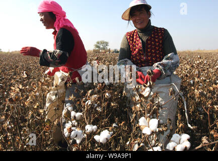 Female Chinese farmers collect cotton at a field in Changji Hui Autonomous Prefecture, northwest Chinas Xinjiang Uygur Autonomous Region, October 27, Stock Photo