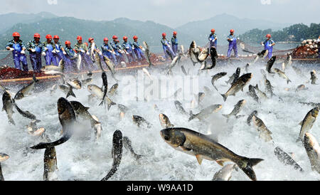 Chinese workers draw a huge fishing net with fish leaping in side