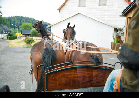 Carriage ride in the village. A horse (Saxon - Thuringian Heavy Warmblood) tears its head high. The coachman can be seen from the side. Stock Photo