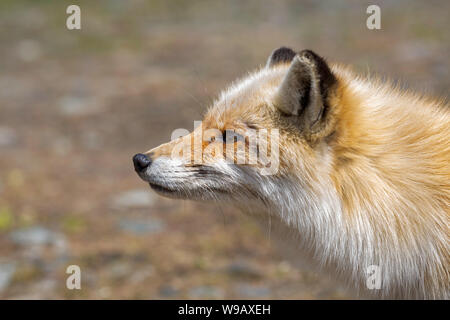 Red Fox head profile Stock Photo