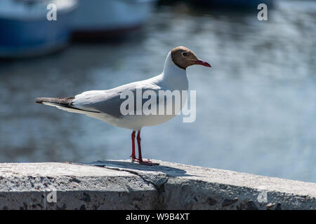 Seagull on concrete pier. Sea gull waiting for feeding tourists. Blurred city river background Stock Photo