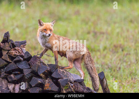 one natural female red fox (vulpes) climbing wood pile in rain Stock Photo